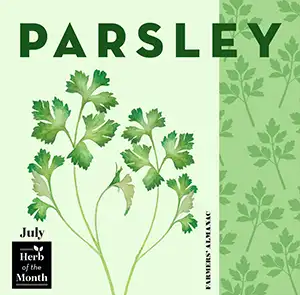 Parsley, July's birth month herb.