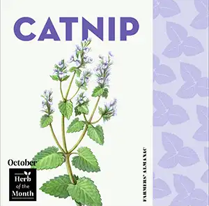 Get To Know Birth Month Herbs – Find Yours! featured image