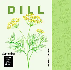 Get To Know Birth Month Herbs – Find Yours! featured image