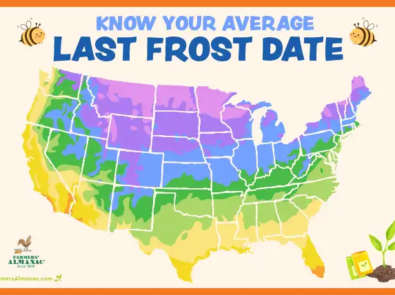 Your Average Last Frost Date featured image