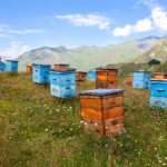 Honey bee hives in a clover field with blue skies above.