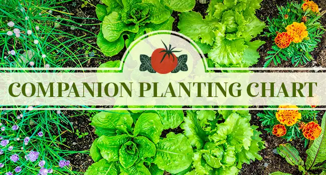 Companion planting chart represented by rows of compatible plants.