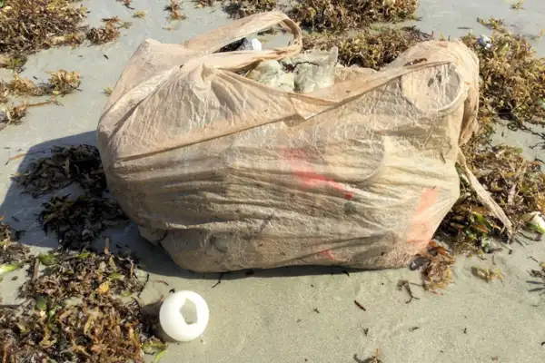 Leatherback sea turtle shell in front of a bag of trash from a beach clean-up event.