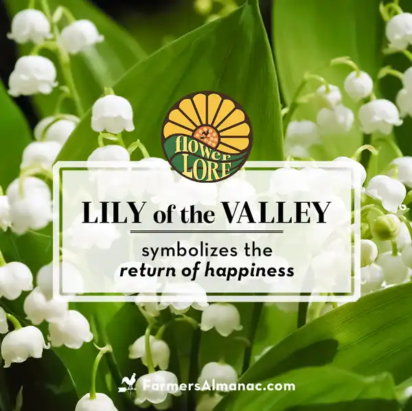 Lily of the valley, the May birth flower.