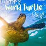 World sea turtle day represented by a leatherback turtle in the ocean.