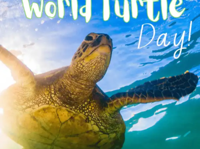 Here’s How To Help Leatherback Sea Turtles And More! featured image