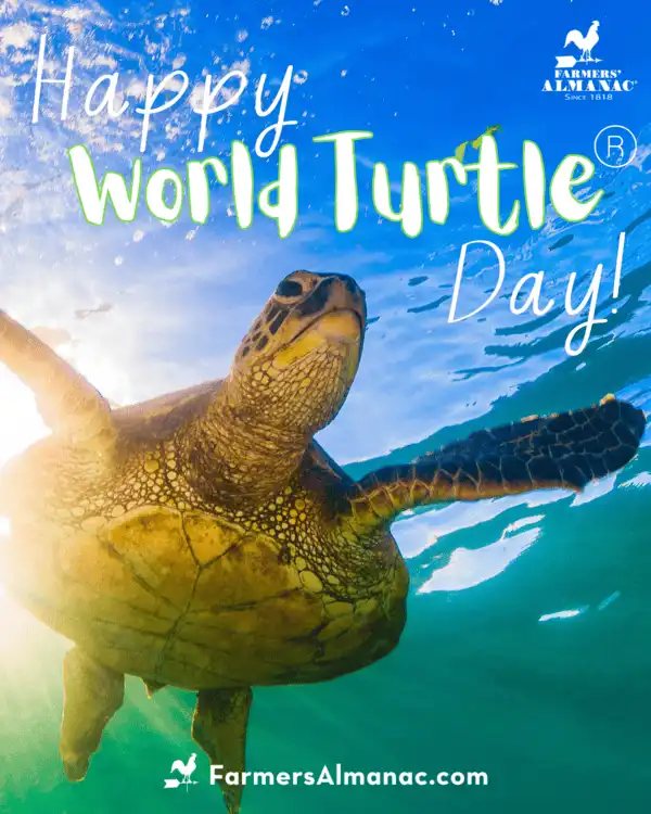 World sea turtle day represented by a leatherback turtle in the ocean.