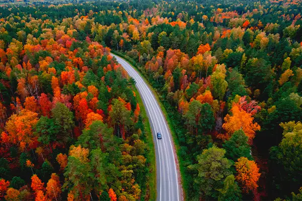 2025 fall weather forecast and foliage predictions represented by a car traveling down a road with vibrant orange and yellow trees on either side.