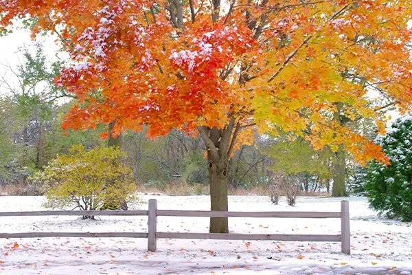 2025 fall weather forecast by Farmers' Almanac.