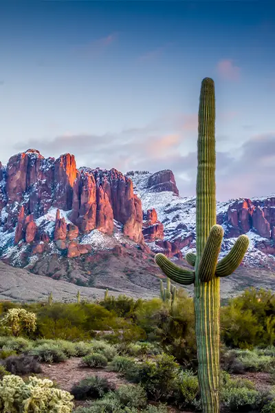 Winter weather review 2024-2025 with historic southern snowfall represented by a cactus and snowy mountains in the background.