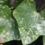 Powdery mildew plant disease on ivy leaves.