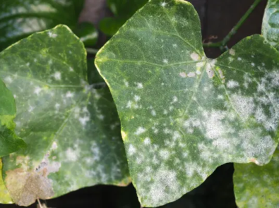 Powdery Mildew Treatment featured image