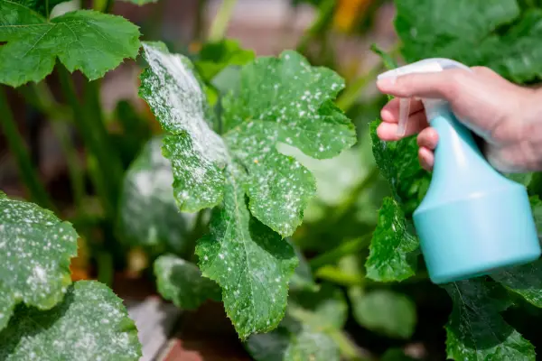 Powdery mildew treatment being applied with a blue spray bottle on the top of an affected leaf.