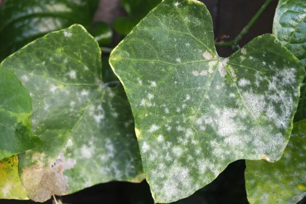 Powdery mildew plant disease on ivy leaves.