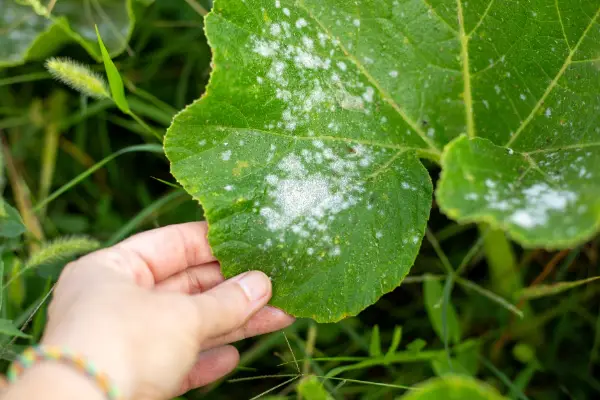 A hand holding a leaf with powdery mildew.