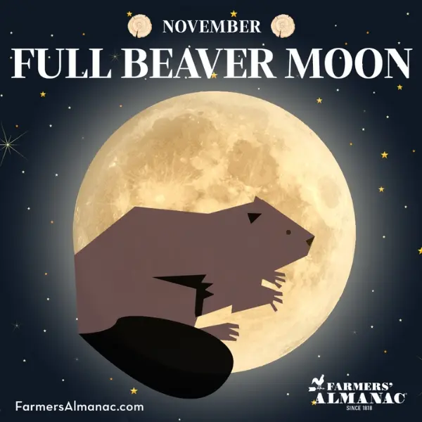 Next full Moon, the Beaver Moon, with an illustration of a brown beaver.