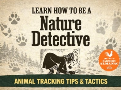 Learn How To Be A Nature Detective featured image