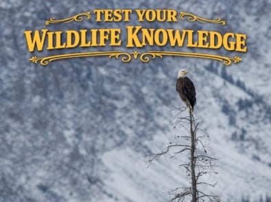 Test Your Wildlife Knowledge featured image