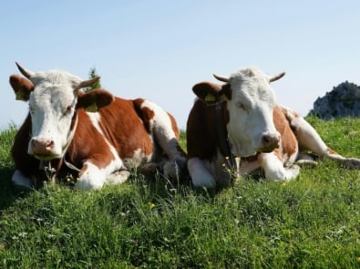 When Cows Lie Down, Pay Attention | 8 Old-Time Weather Signs That Still Hold True featured image