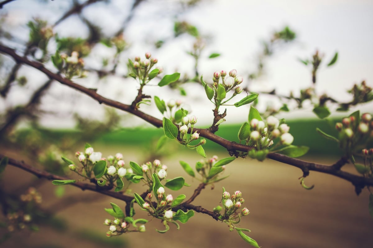 Early Spring Coming? 7 Signs From Nature You Can Spot Right Now ...