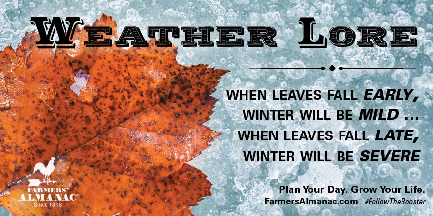 Fall leaves clinging to bare branches as winter approaches