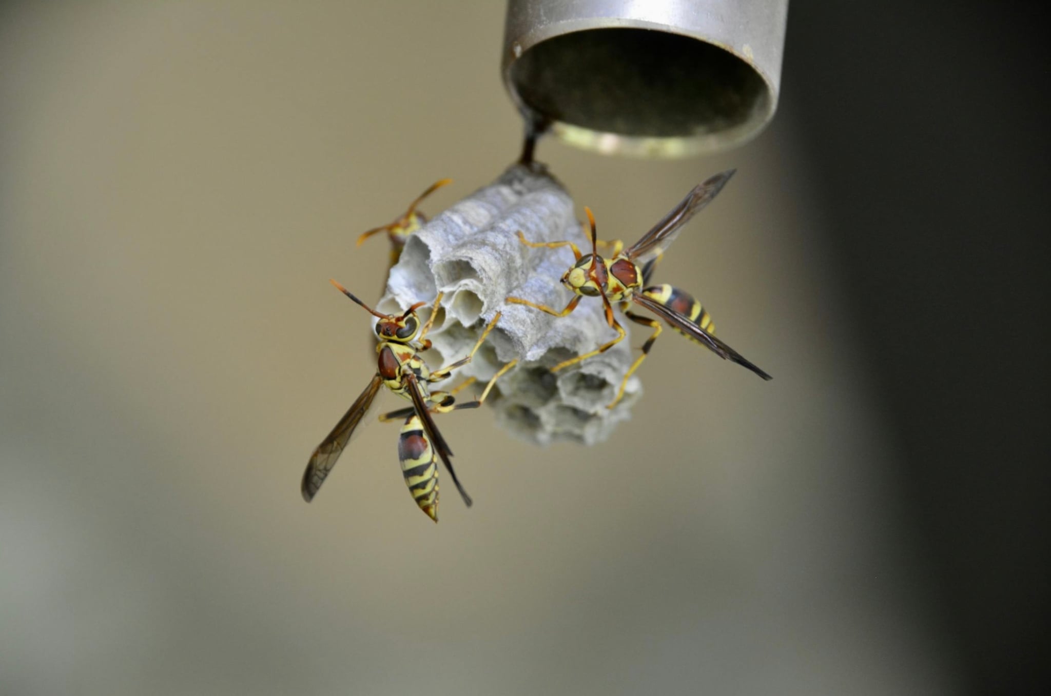8 Natural Ways To Get Rid of Wasps Safely (Naturally)
