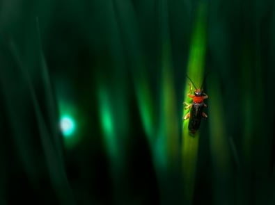 Is It Firefly or Lightning Bug? The Glowing Regional Debate featured image