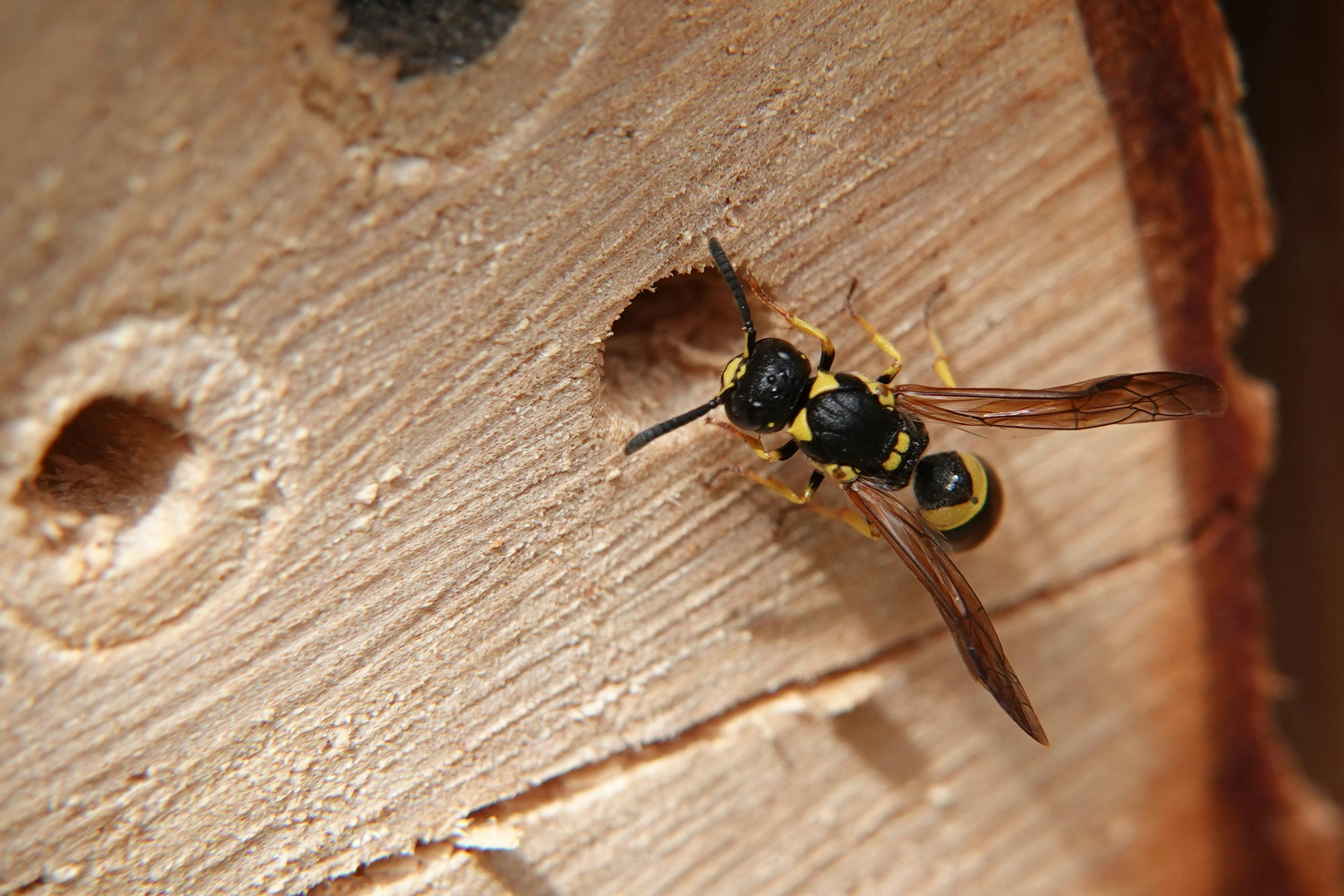 Black and yellow wasp investigates a small hole in a block of light colored wood.