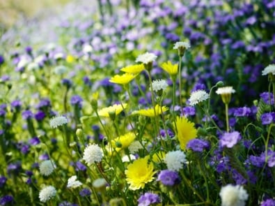 How to Grow Wildflowers: Easy Steps for a Pollinator-Friendly Meadow or Garden Patch featured image
