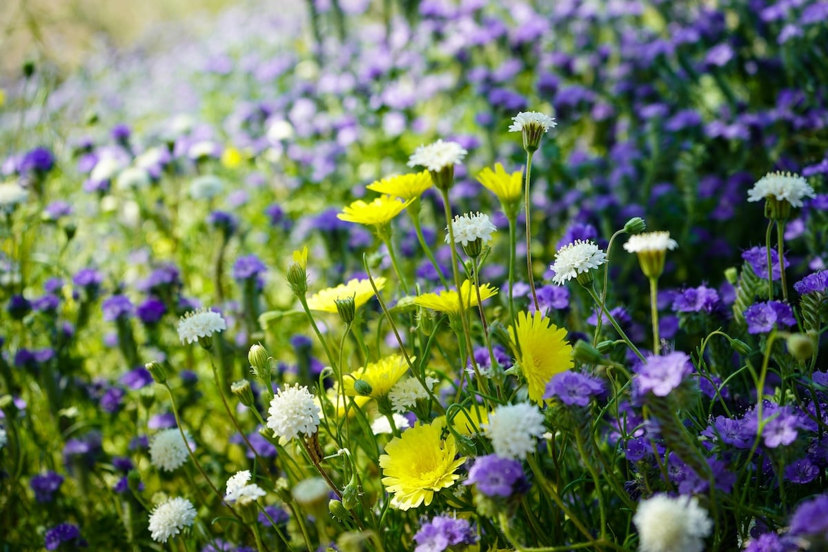 Yellow, white, and purple wildflowers bloom in a sunny meadow with green foliage in the background.