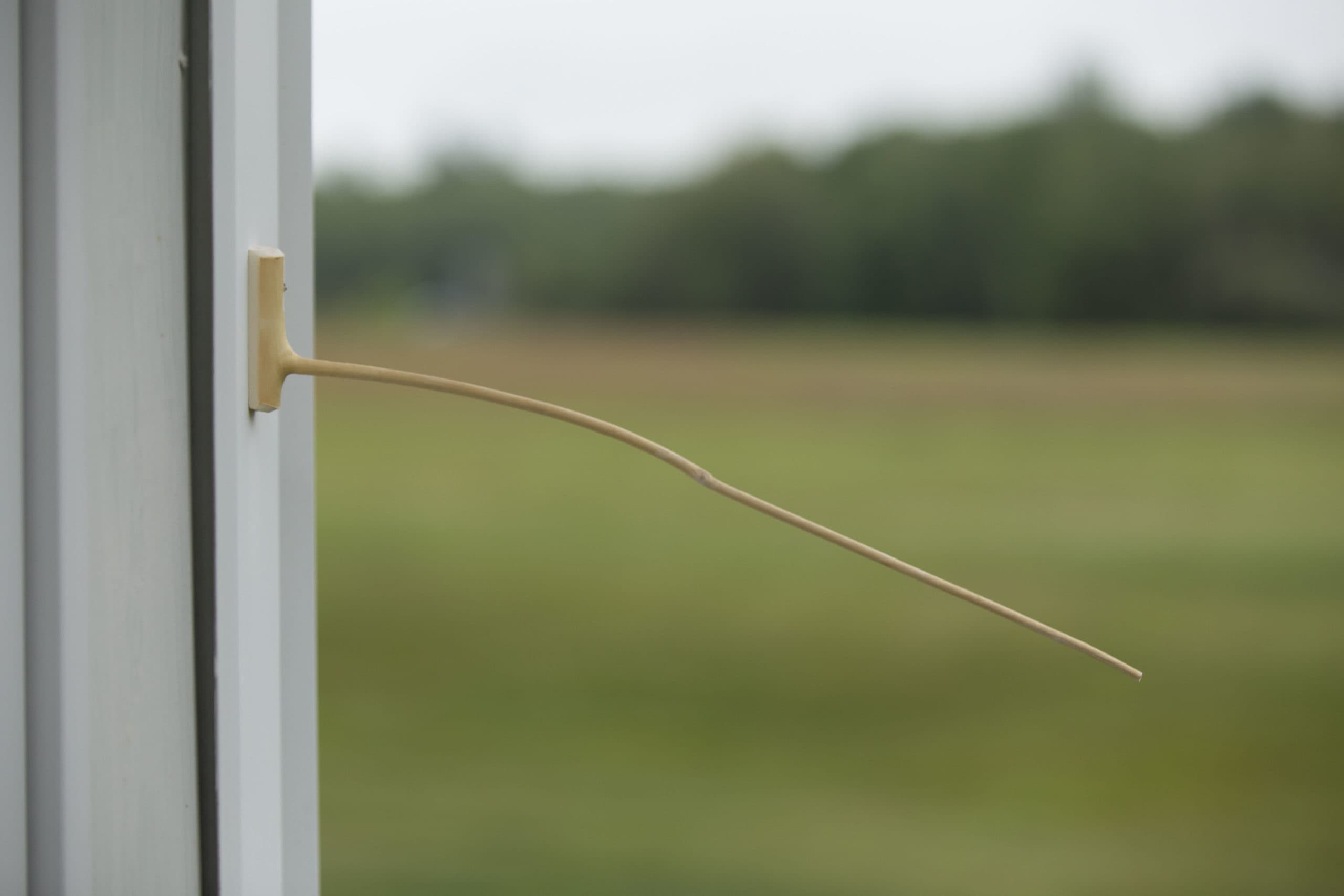 Weather stick on a rainy humid morning, curled downward