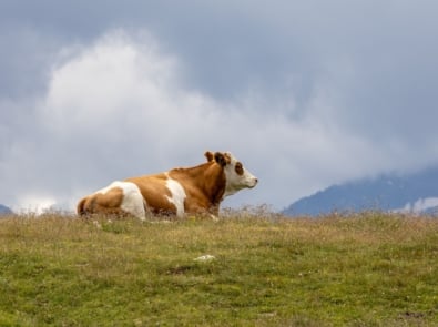 Why the Saying “When Cows Are Lying Down, Rain Is Coming” Is Surprisingly Accurate featured image