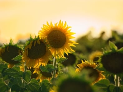 5 Easy Things to Plant This Summer for a Quick and Rewarding Harvest featured image