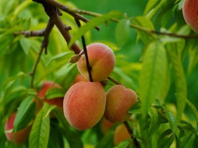 What’s in Season This Month? A Regional Guide to Fresh Produce featured image