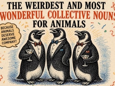 Animal Collective Nouns: Strange Names for Groups of Animals & Their Origins featured image
