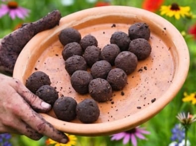 Wildflower Seed Bombs, The Perfect DIY Summer Project featured image
