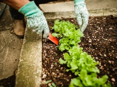 7 Vegetables You Can Still Plant in July (It’s Not Too Late!) featured image