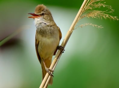 Why Do Birds Sing More at Dawn? featured image
