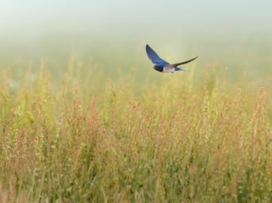 Weather Lore: “When the swallows fly low, rain is on the way.” featured image
