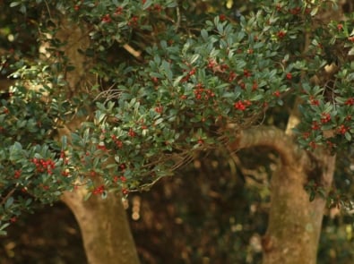 July’s Tree = Holly Tree Symbol of Protection, Strength, and Hope featured image