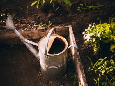 Is Your Garden Getting Too Much Water? 9 Signs You’re Overwatering featured image