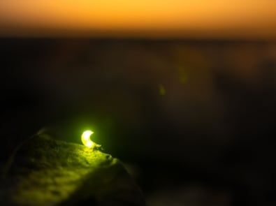 Why Do Fireflies Glow? The Science Behind Summer’s Most Magical Insect featured image