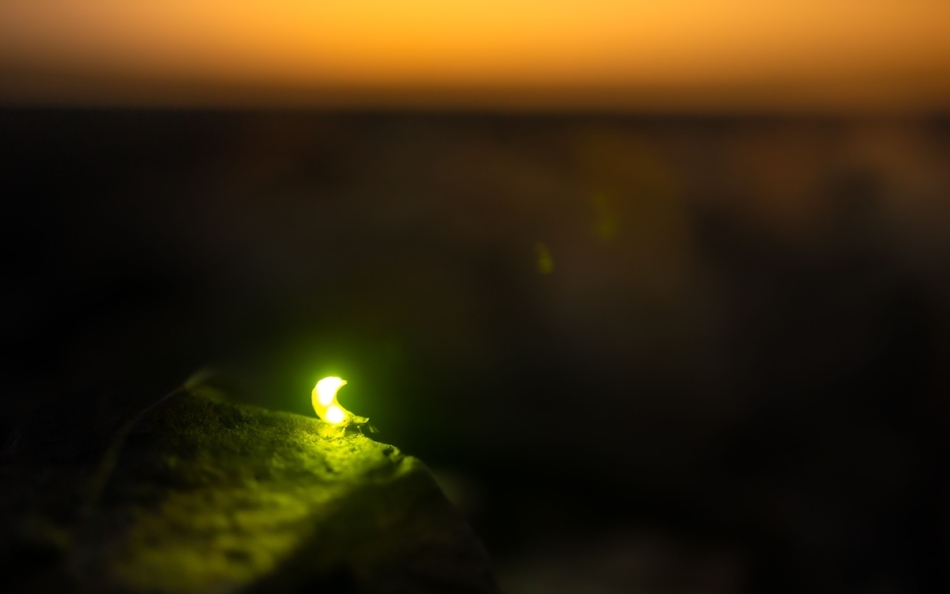 Why Do Fireflies Glow? The Science Behind Summer’s Most