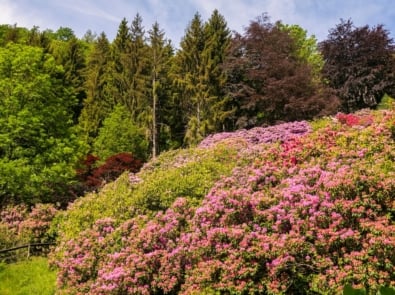Plants You Should Never Prune in Summer | A Summer Pruning Guide featured image