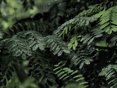 Can You Predict Rain by Smelling It? The Science Behind Nature’s Storm Scent featured image