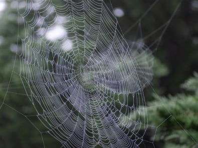 Can Spider Webs Predict the Weather? The Truth Behind This Old Weather Saying featured image