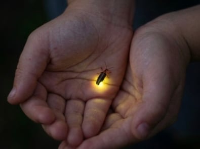 How to Turn Your Yard Into a Firefly Haven featured image
