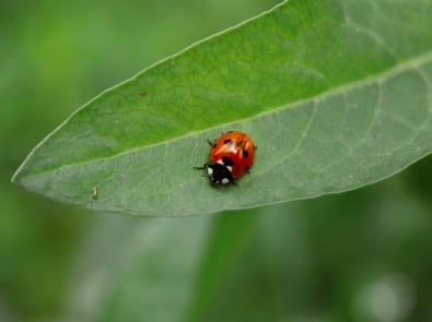 Fighting Pests Without Losing the Bees: Pollinator Friendly Methods to Protect Your Garden featured image