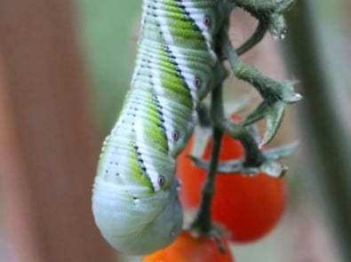 Natural Ways to Beat Tomato Hornworms and Other Late-Summer Pests featured image