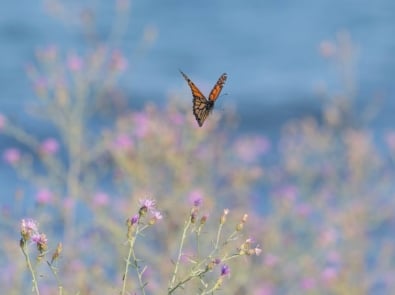 The Great Monarch Butterfly Migration Is About To Begin featured image